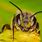 Honey Bee Antenna