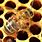 Honey Bee Mites