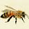Honey Bee Painting