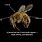 Honey Bee Thorax