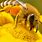 Honey Bee with Flower