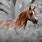 Horses Wallpapers