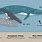 Humpback Whale vs Human