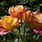 Hybrid Tea Rose Garden
