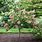 Hydrangea Paniculata Tree