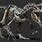 Indominus Rex Skeleton Drawing