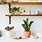 Indoor Kitchen Plants