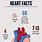 Interesting Facts About the Heart