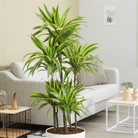 Interior Tropical Plants