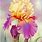 Iris Flower Painting