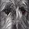 Irish Wolfhound Art