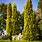 Italian Cypress Trees Types