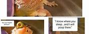 Jokes About Bearded Dragons