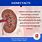 Kidney Facts