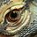 Komodo Dragon Eye