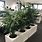 Large Indoor Potted Plants