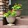Large Outdoor Pots and Planters
