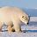 Large Polar Bear