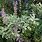 Lavender Sage Plant