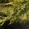 Leyland Cypress Leaf