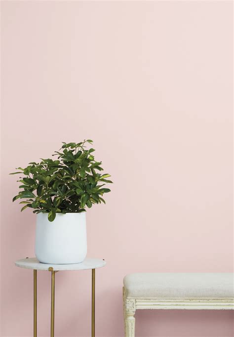 Light Pink Wall Color