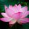Lotus Flower Photography