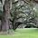 Louisiana Oak Trees