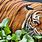 Malayan Tiger Facts