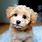 Maltipoo Pictures