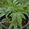 Marijuana Plants Growing