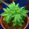 Marijuana Pot Plant
