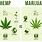 Marijuana vs Weed