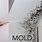 Mildew vs Mold On Drywall