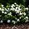 Miniature Gardenia