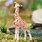 Miniature Giraffe