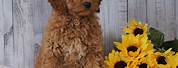 Miniature Goldendoodle Puppies for Sale