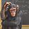 Monkey Doing Math