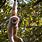 Monkey Hanging in Tree