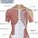 Muscles On Rib Cage