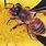 Native Honey Bee