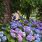 Nikko Blue Hydrangea Care
