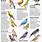 Oklahoma Bird Identification Chart