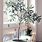 Olive Tree Indoor Plant