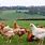 Organic Chicken Farm