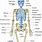Orthopedic Anatomy Charts