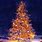 Outdoor Christmas Tree Background