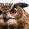 Owl Wild Bird Animal