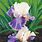 Paintings of Irises