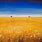 Paintings of Wheat Fields