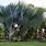 Palm Trees Types Florida